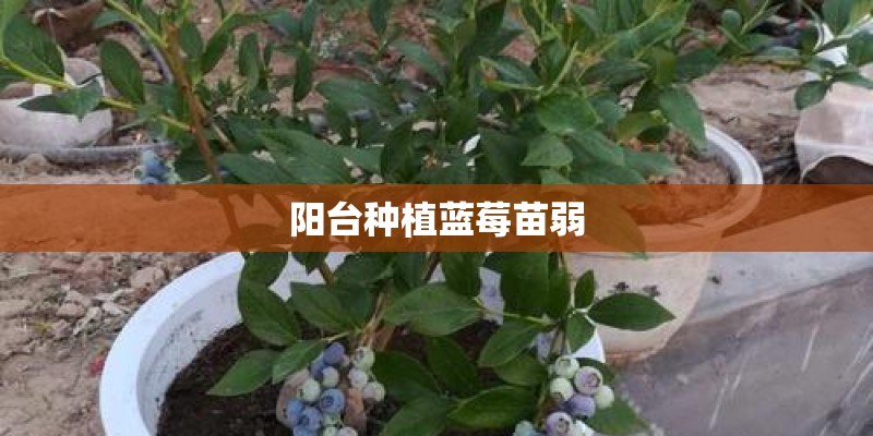 阳台种植蓝莓苗弱