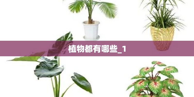 植物都有哪些_1
