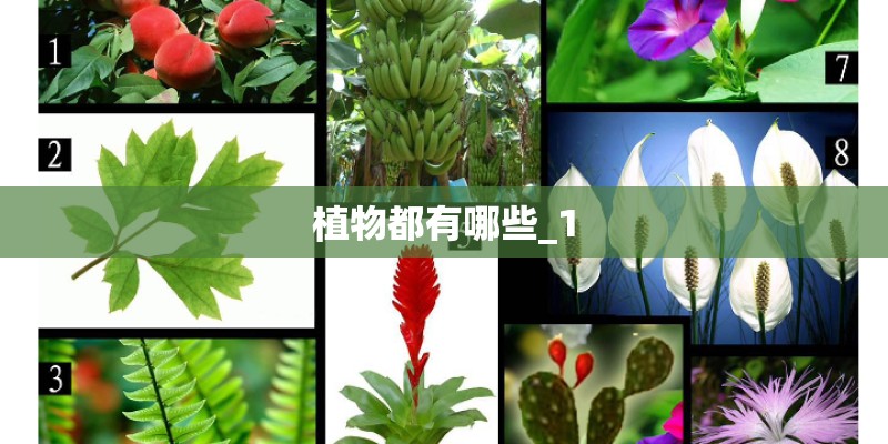 植物都有哪些_1