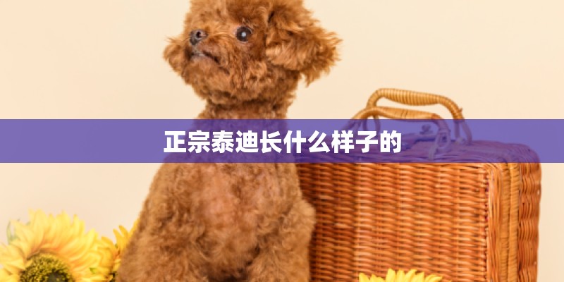 正宗泰迪长什么样子的