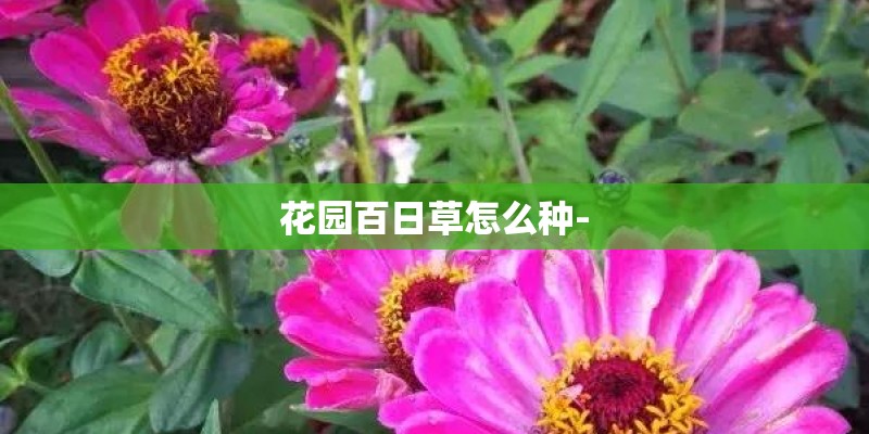 花园百日草怎么种-
