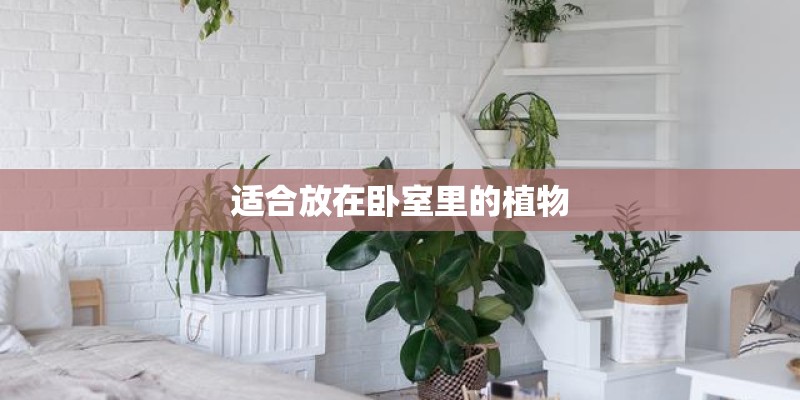 适合放在卧室里的植物 适合放在卧室里的植物