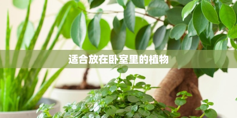 适合放在卧室里的植物 适合放在卧室里的植物