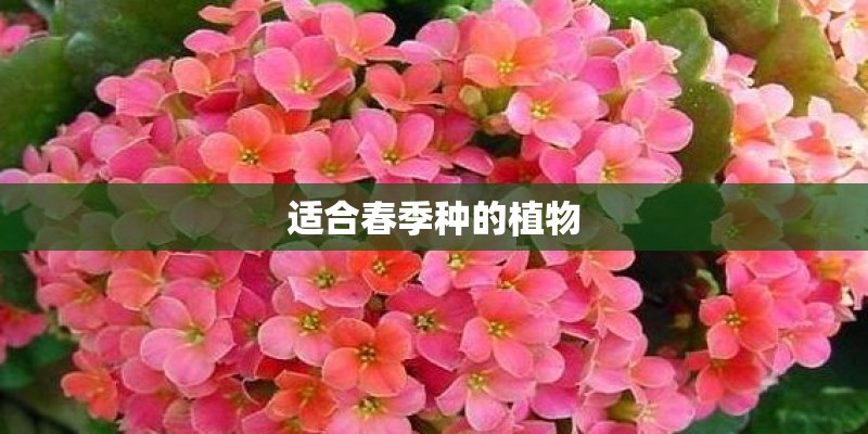 适合春季种的植物