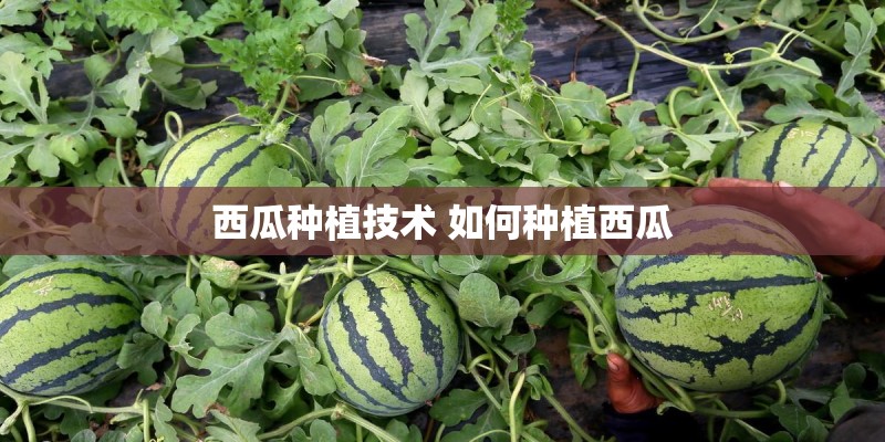 西瓜种植技术 如何种植西瓜
