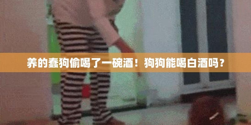 养的蠢狗偷喝了一碗酒!狗狗能喝白酒吗? 养的蠢狗偷喝了一碗酒!狗狗能喝白酒吗?