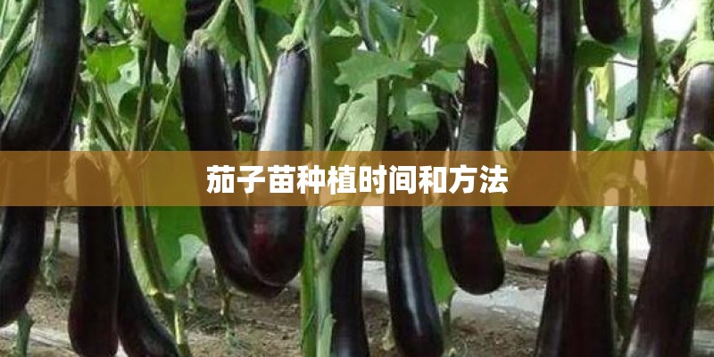茄子苗种植时间和方法 茄子苗种植时间和方法