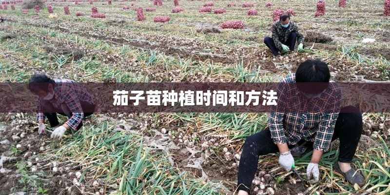 茄子苗种植时间和方法 茄子苗种植时间和方法