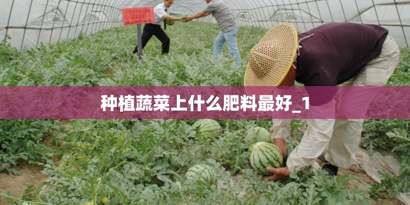 种植蔬菜上什么肥料最好_1