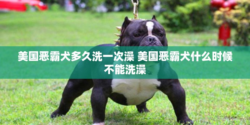 美国恶霸犬多久洗一次澡 美国恶霸犬什么时候不能洗澡