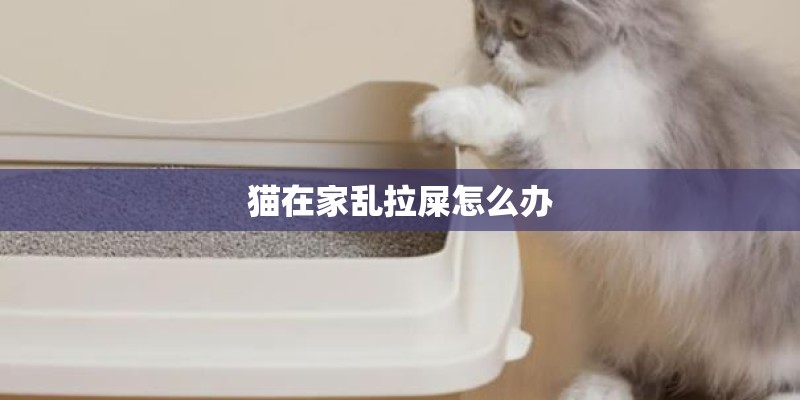 猫在家乱拉屎怎么办