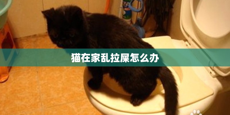 猫在家乱拉屎怎么办