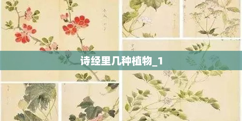 诗经里几种植物_1