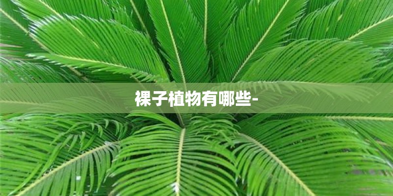 裸子植物有哪些-