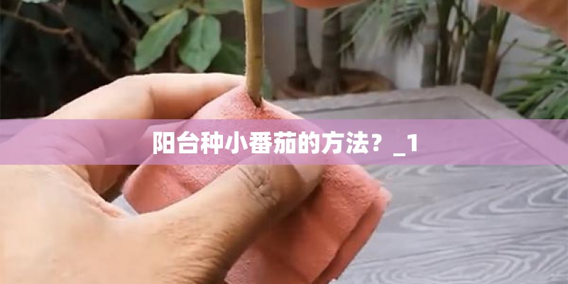 阳台种小番茄的方法?_1 阳台种小番茄的方法?_1
