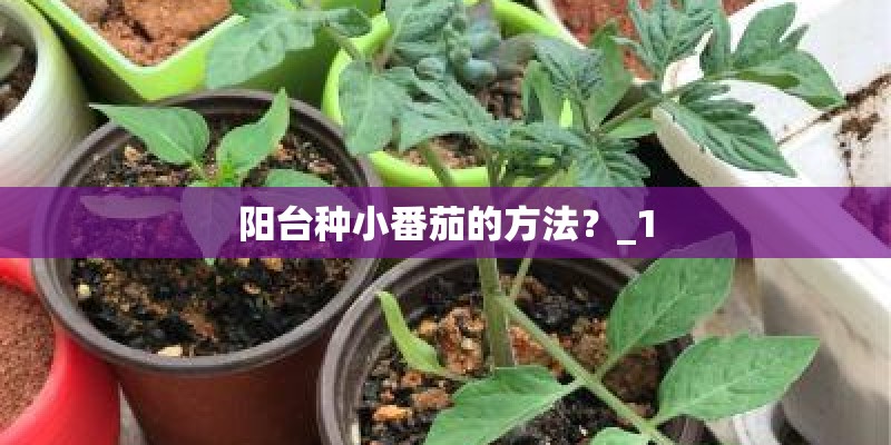 阳台种小番茄的方法?_1 阳台种小番茄的方法?_1