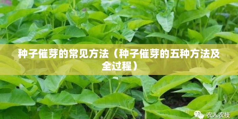 种子催芽的常见方法（种子催芽的五种方法及全过程）