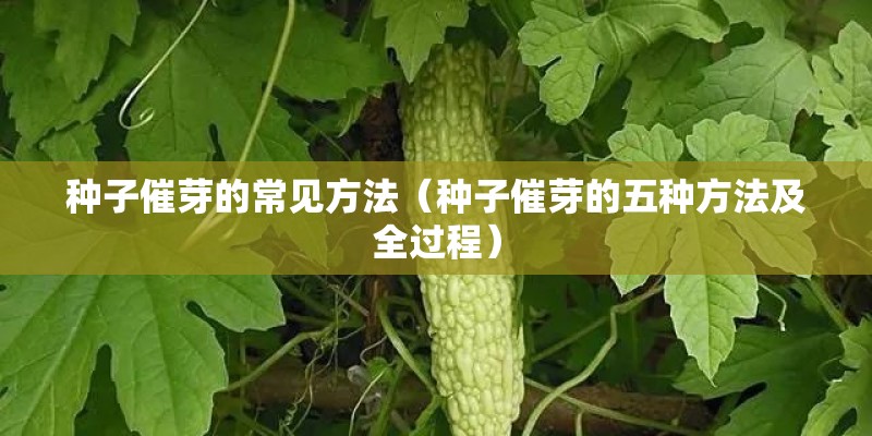 种子催芽的常见方法（种子催芽的五种方法及全过程）