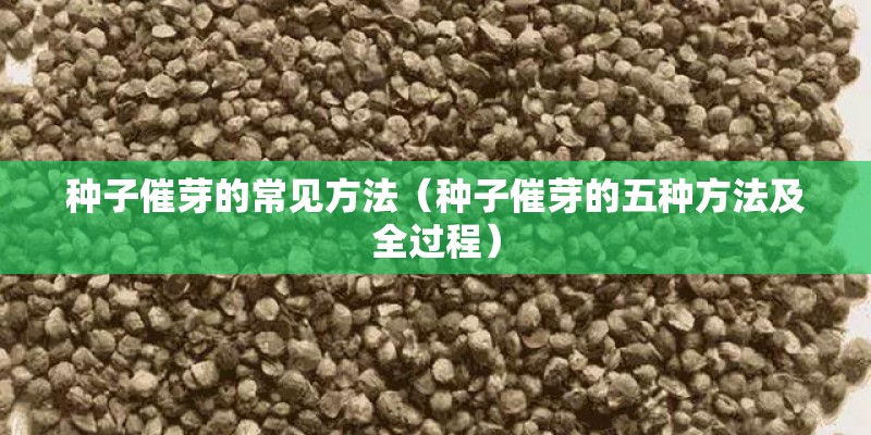 种子催芽的常见方法（种子催芽的五种方法及全过程）