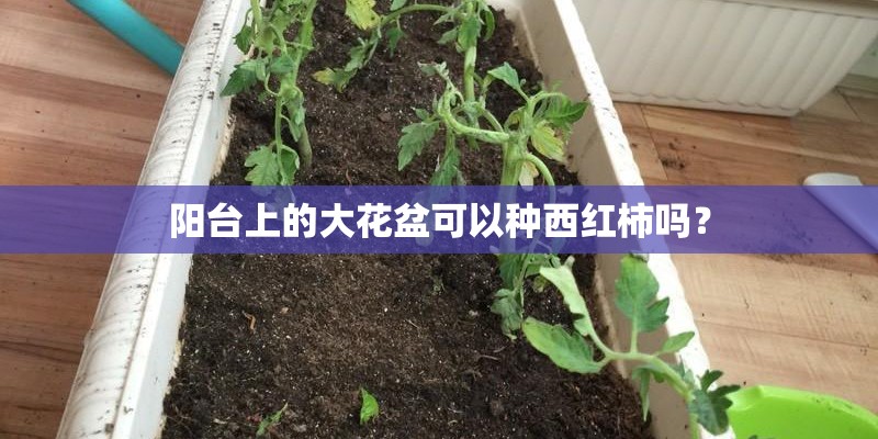 阳台上的大花盆可以种西红柿吗？