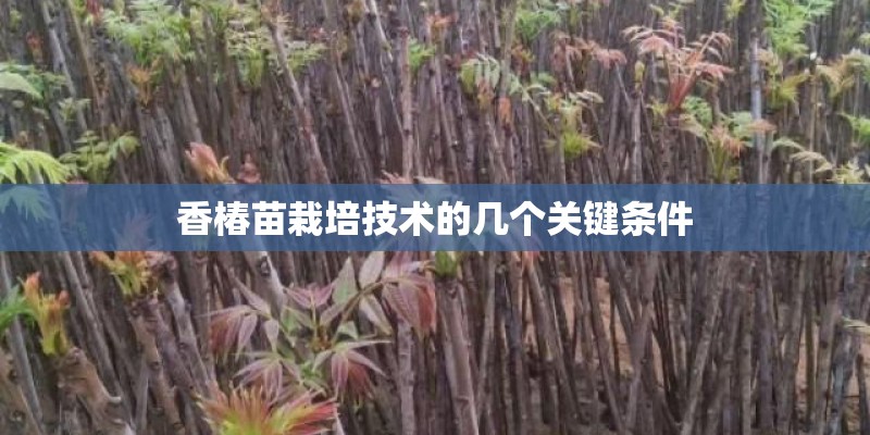 香椿苗栽培技术的几个关键条件