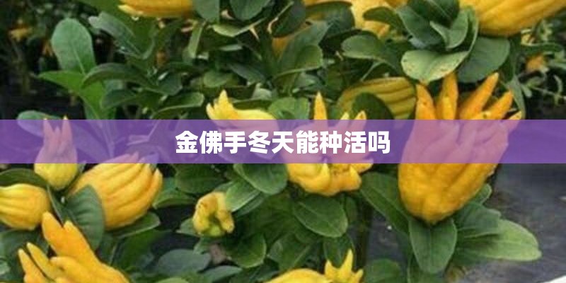 金佛手冬天能种活吗 金佛手冬天能种活吗