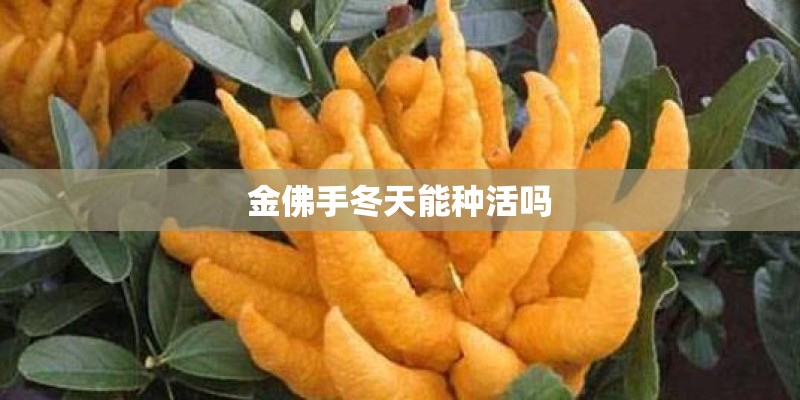 金佛手冬天能种活吗 金佛手冬天能种活吗