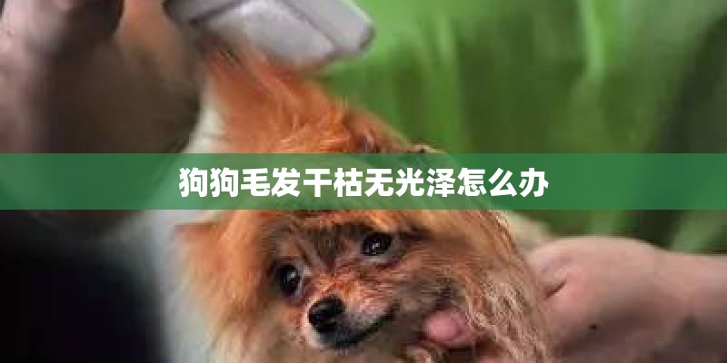 狗狗毛发干枯无光泽怎么办 狗狗毛发干枯无光泽怎么办