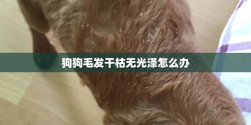 狗狗毛发干枯无光泽怎么办 狗狗毛发干枯无光泽怎么办