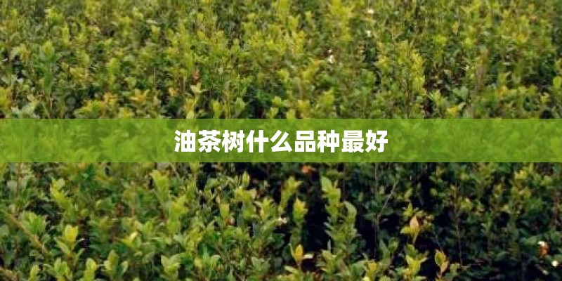 油茶树什么品种最好