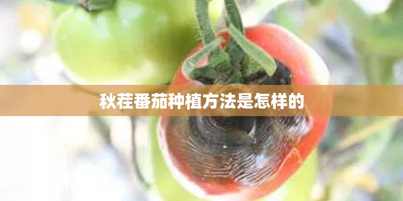 秋茬番茄种植方法是怎样的
