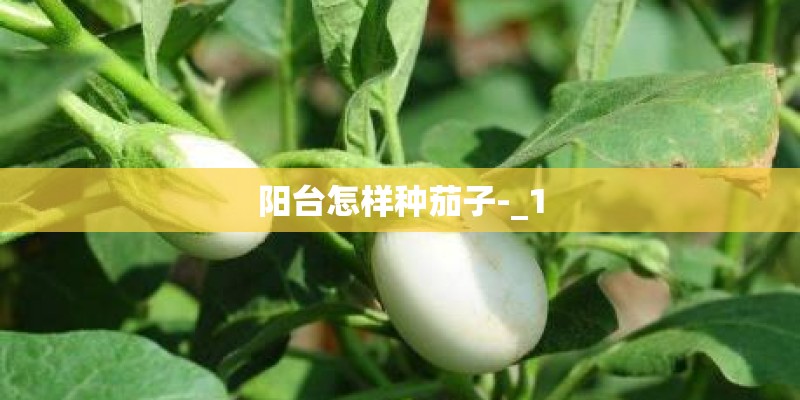 阳台怎样种茄子-_1