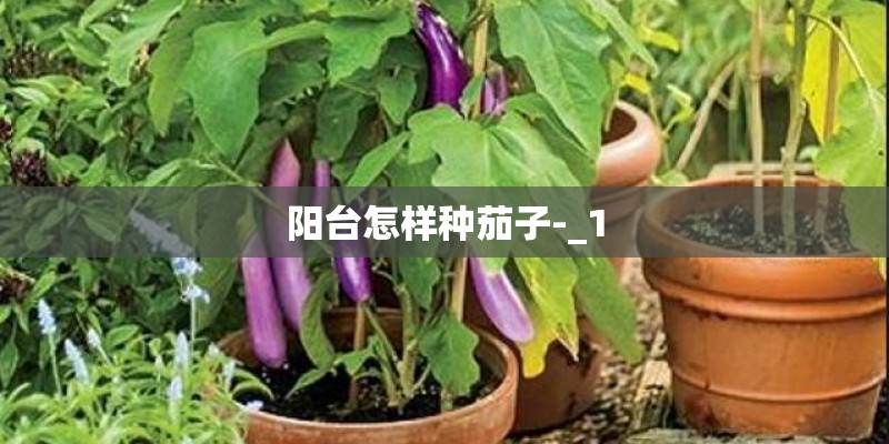 阳台怎样种茄子-_1