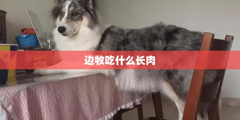 边牧吃什么长肉
