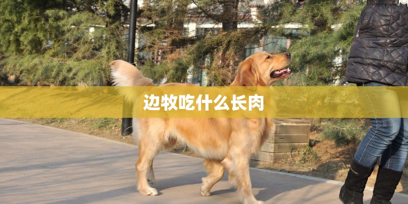 边牧吃什么长肉