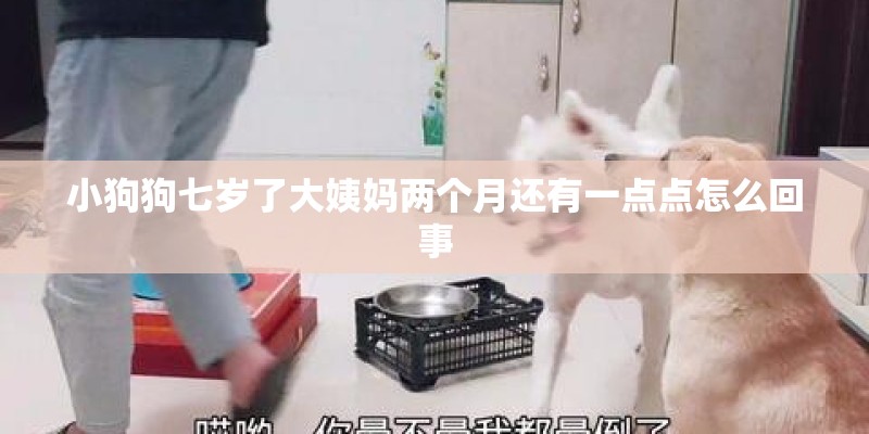 小狗狗七岁了大姨妈两个月还有一点点怎么回事