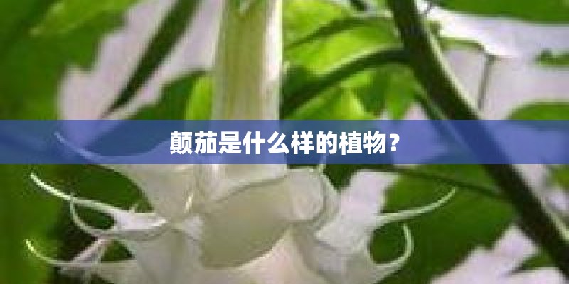 颠茄是什么样的植物？
