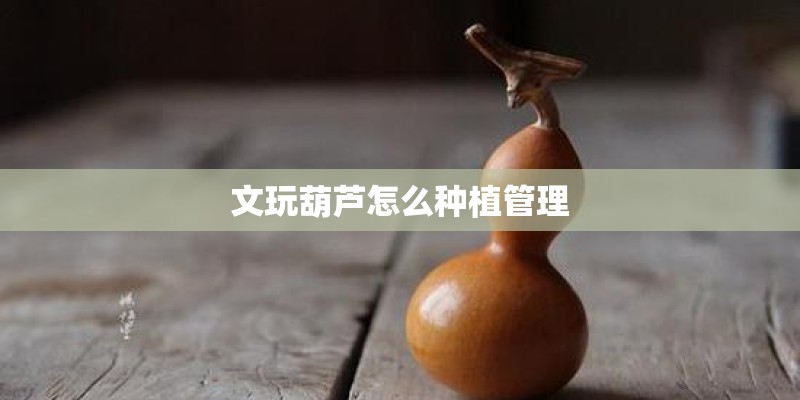 文玩葫芦怎么种植管理