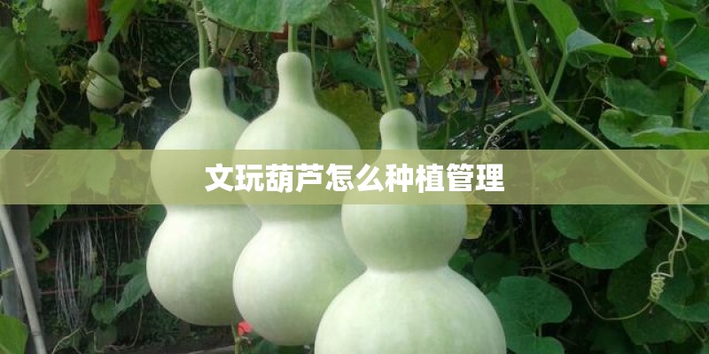 文玩葫芦怎么种植管理
