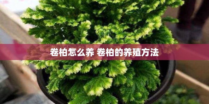 卷柏怎么养 卷柏的养殖方法