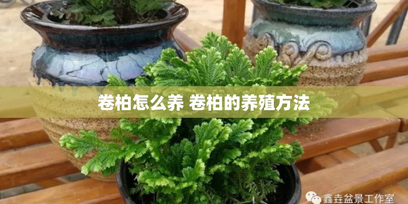 卷柏怎么养 卷柏的养殖方法