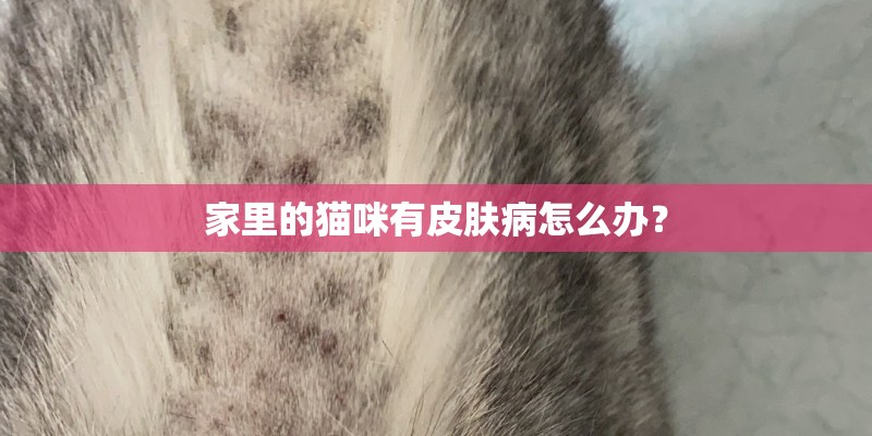 家里的猫咪有皮肤病怎么办？