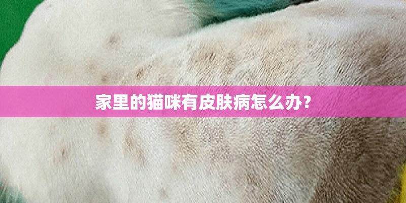 家里的猫咪有皮肤病怎么办？
