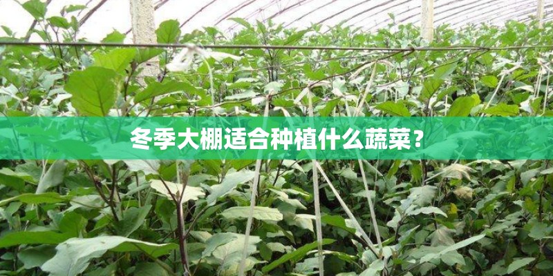冬季大棚适合种植什么蔬菜？