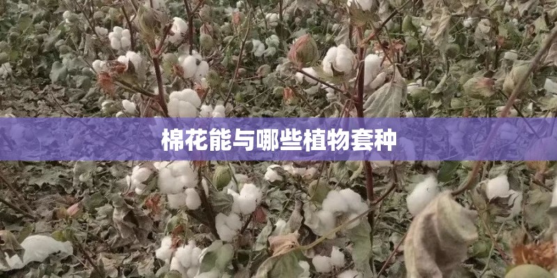 哪种植物是四季常青的白杨