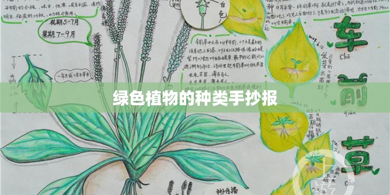 绿色植物的种类手抄报