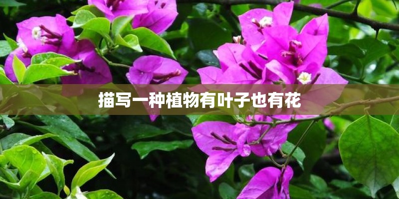 描写一种植物有叶子也有花