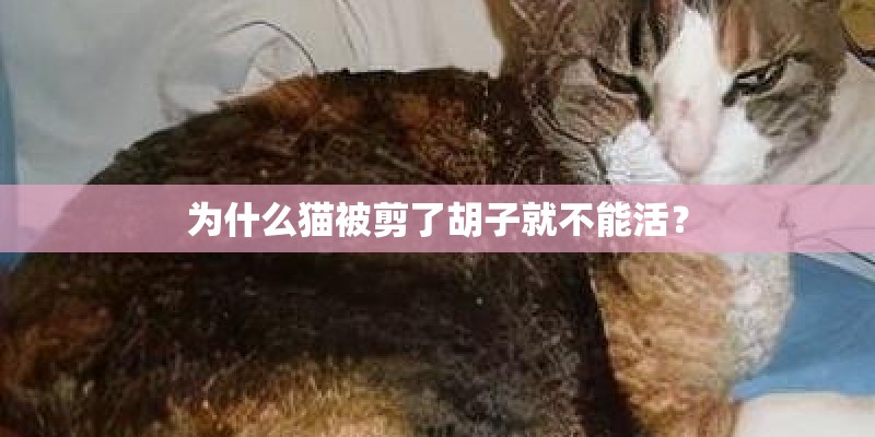 为什么猫被剪了胡子就不能活？