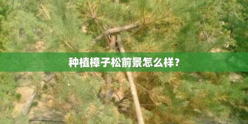 种植樟子松前景怎么样？