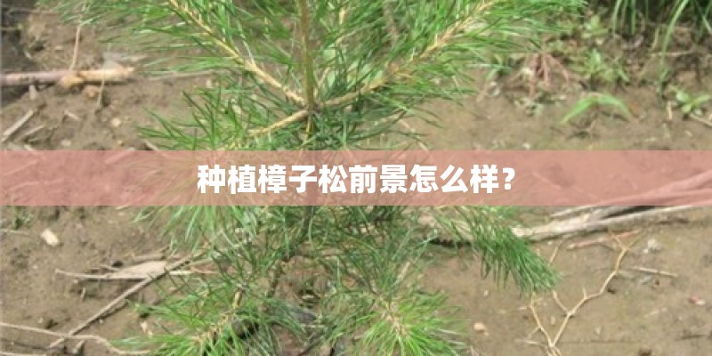 种植樟子松前景怎么样？